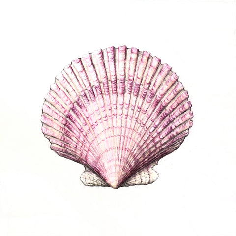 Jill Amadei, Purple Scallop Shell