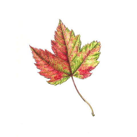 Jill Amadei, Red Maple Leaf