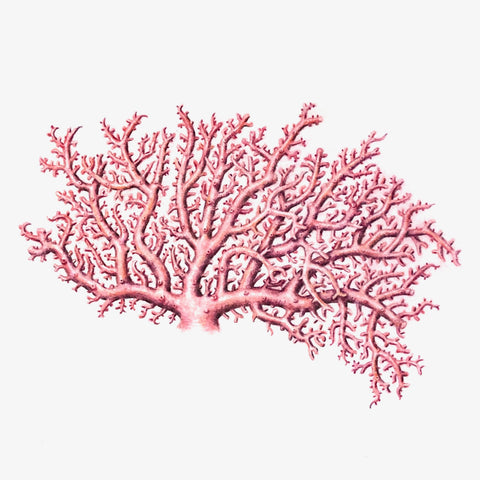 Jill Amadei, Rose Lace Coral