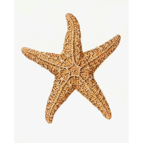 Jill Amadei, Sugar Starfish