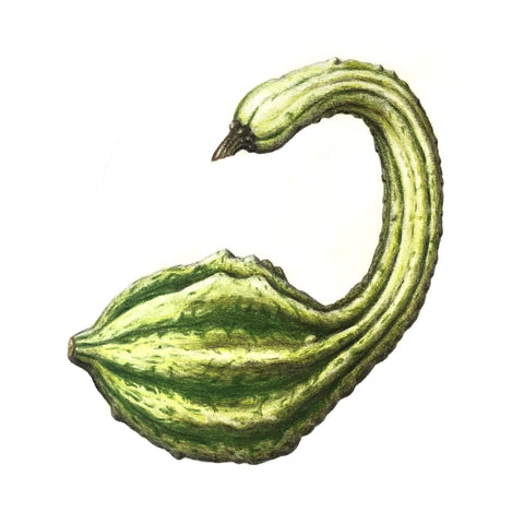 Jill Amadei, Swan Gourd