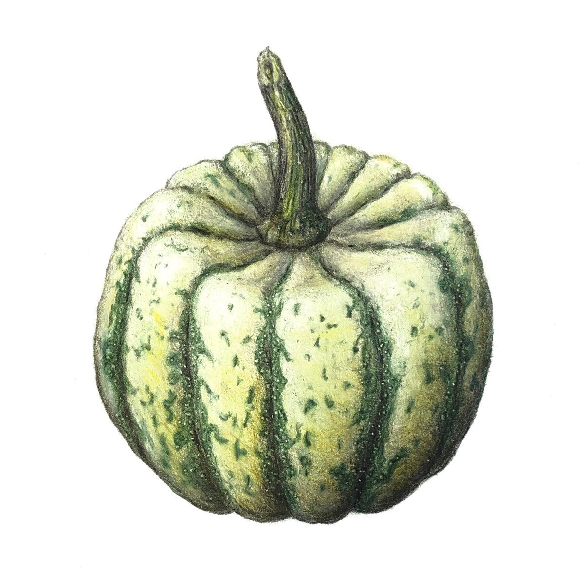 Jill Amadei, Sweet Dumpling Squash