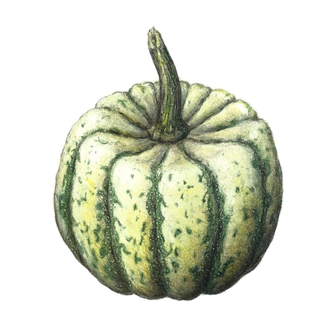 Jill Amadei, Sweet Dumpling Squash