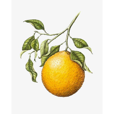 Jill Amadei, Valencia Orange