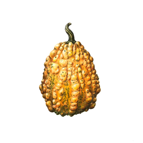 Jill Amadei, Warty Gourd