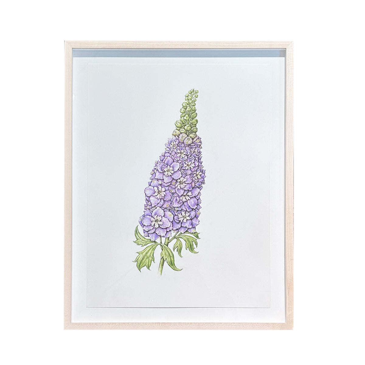 Jill Amadei, Delphinium