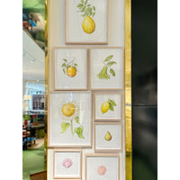 Jill Amadei, Bartlett Pear