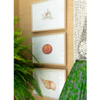 Jill Amadei, Murex Ramosus Shell