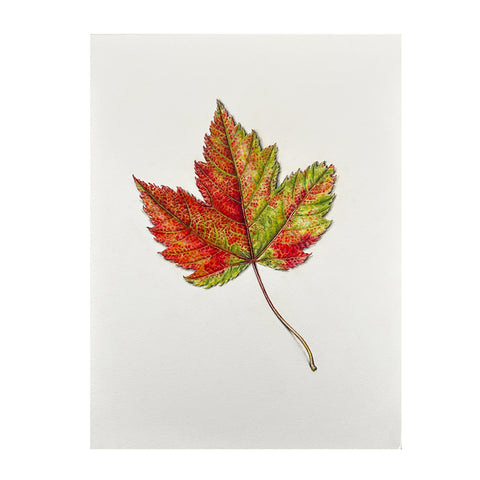 Jill Amadei, Red Maple Leaf