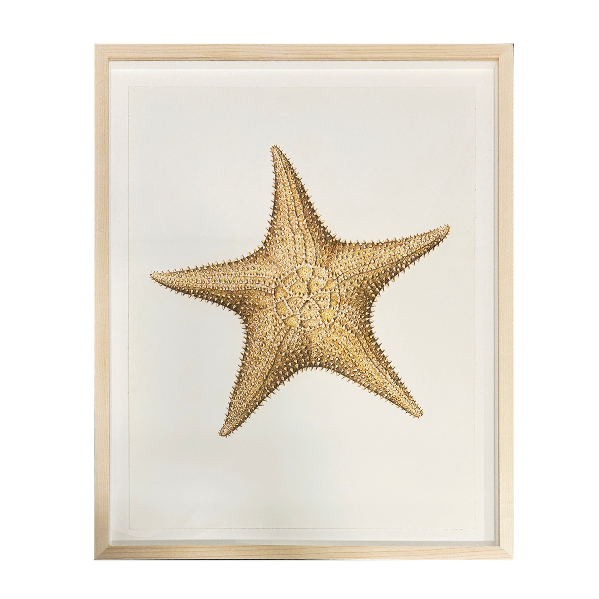 Jill Amadei, Large Bahama Starfish