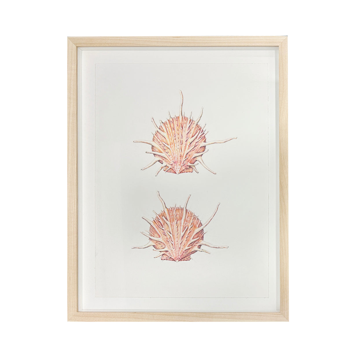 Jill Amadei, Regal Spiny Oyster Shells