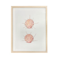 Jill Amadei, Regal Spiny Oyster Shells