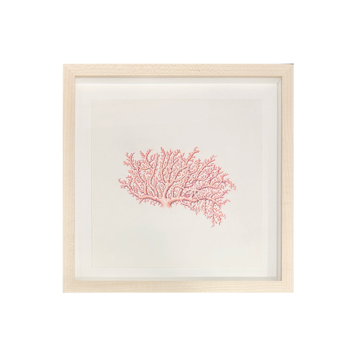 Jill Amadei, Rose Lace Coral