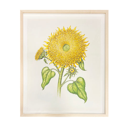 Jill Amadei, Teddy Bear Sunflower