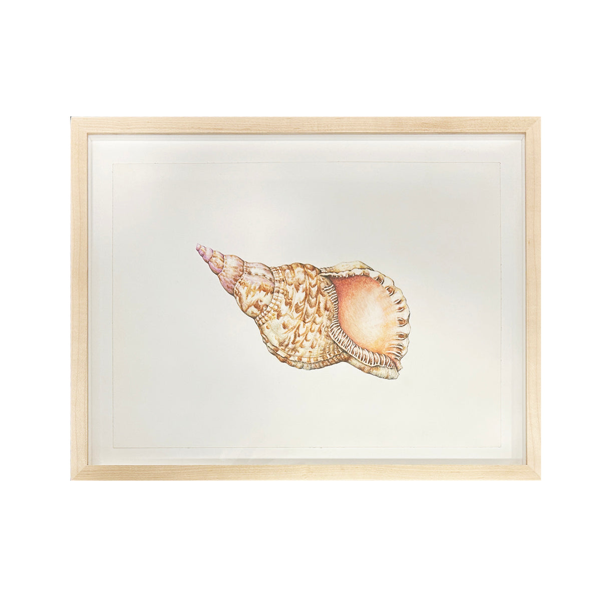 Jill Amadei, Triton's Trumpet Shell