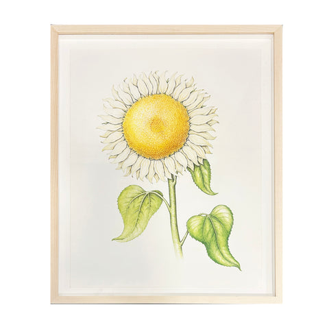 Jill Amadei, White Sunflower