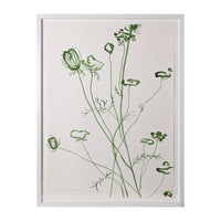 Kate Schelter, Queen Anne's Lace Cape Cod 12
