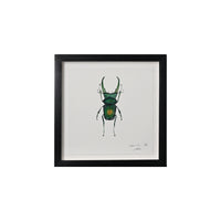 Lia Burke Libaire, Insect