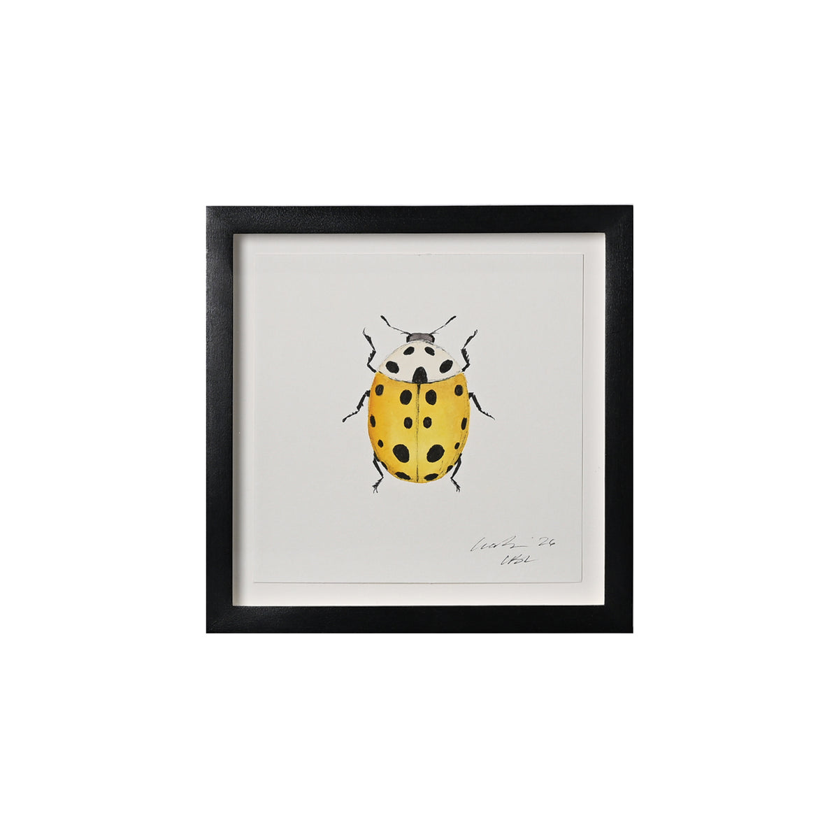 Lia Burke Libaire, Insect