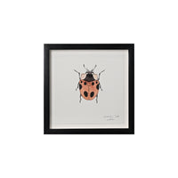 Lia Burke Libaire, Insect