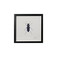 Lia Burke Libaire, Insect