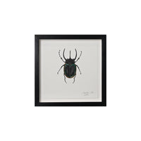 Lia Burke Libaire, Insect