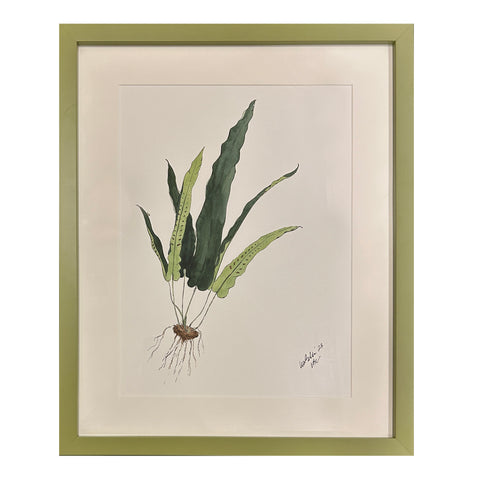 Lia Burke Libaire, Asplenium