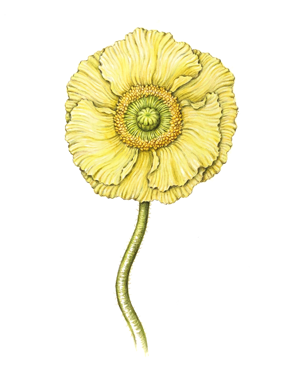Jill Amadei, Light Yellow Poppy