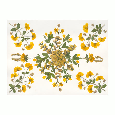 Marian McEvoy, Cosmos, Daffodils, Goldenrod, and Wild Yellow Indigo Collage