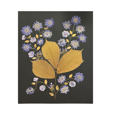 Marian McEvoy, Scabiosa and Phlox Collage with Scotch Elm Leaves