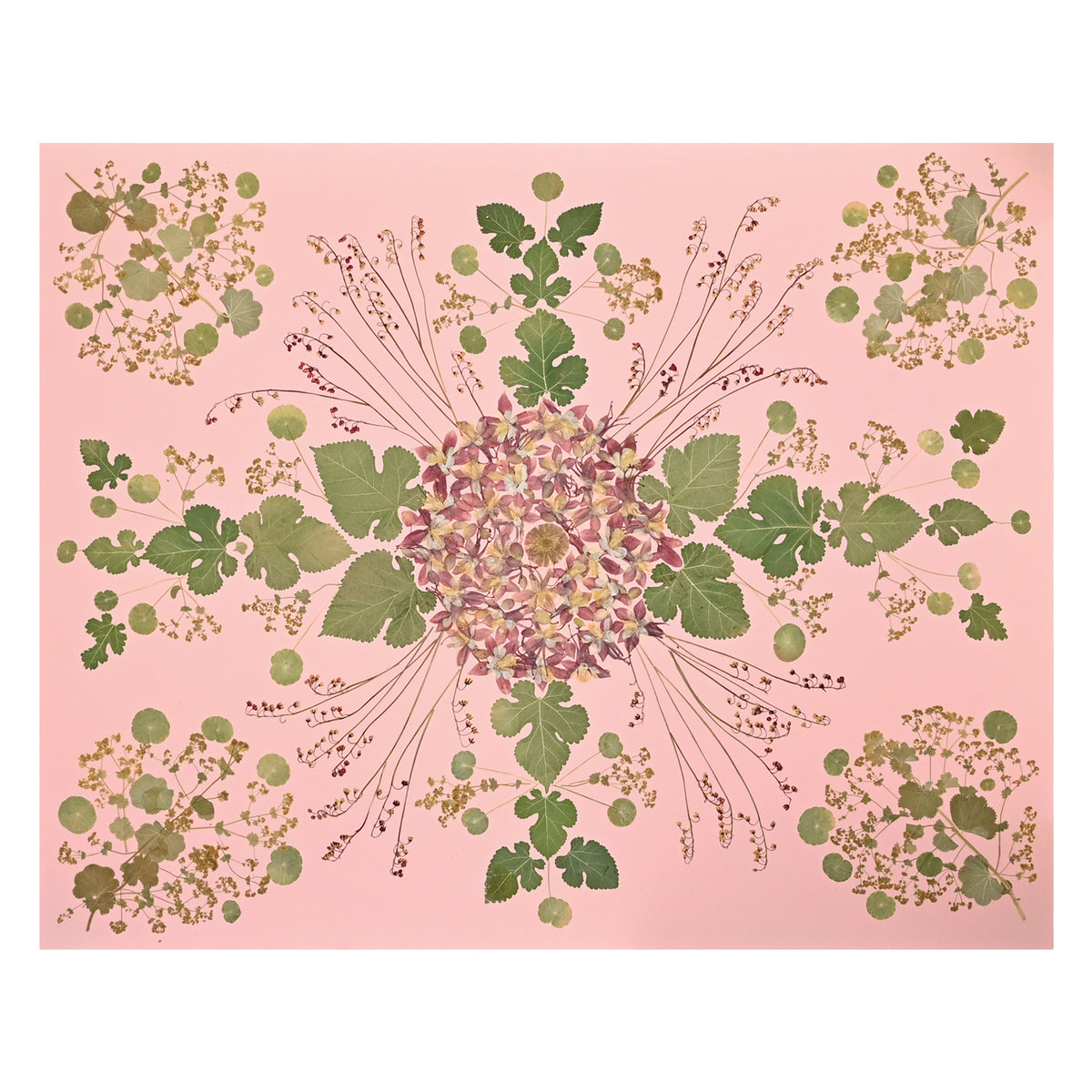 Marian McEvoy, Collage of Ladies Mantle, Mulberry Leaves, Coral Bells and Nasturtium