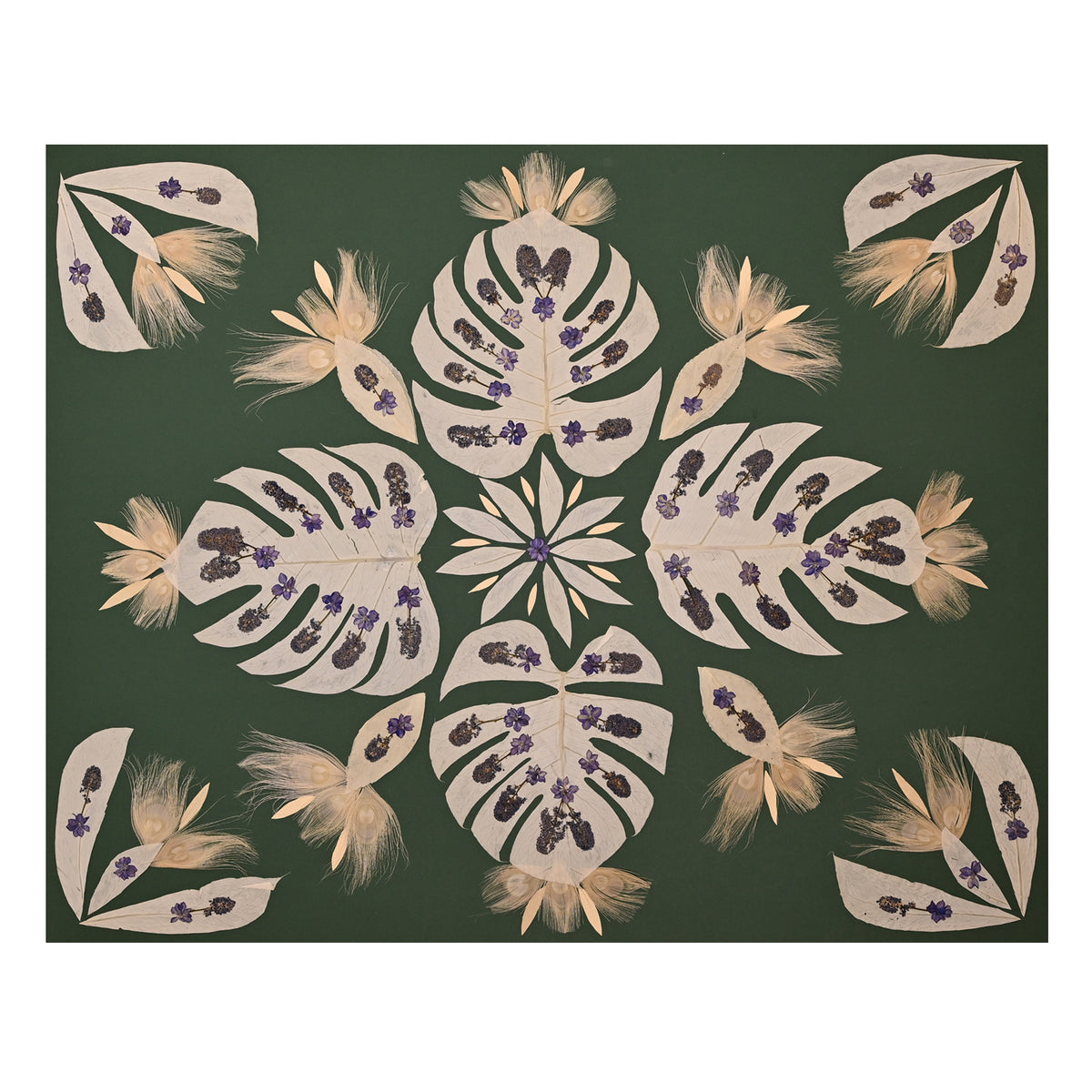 Marian McEvoy, Collage of Lilac, Bleached Peacock and Bleached Monsterea