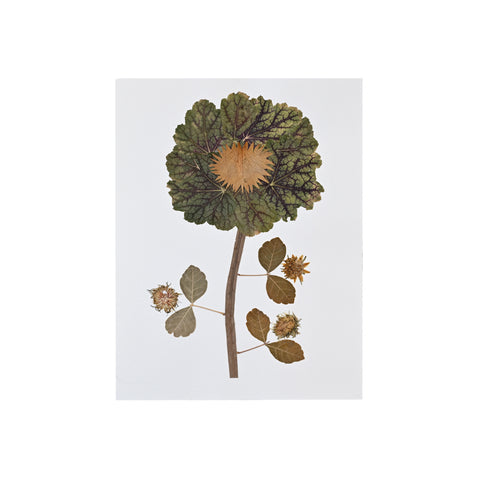 Marian McEvoy, Collage of Coleus and Sumac Leaves with Dandelion Center Buds