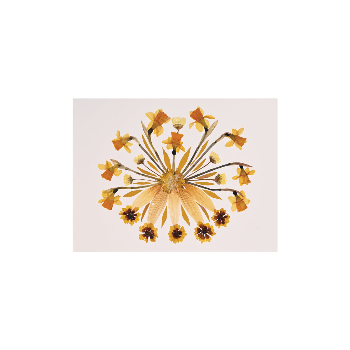 Marian McEvoy, Collage of Coreopsis, Daffodils, Daisies and Sunflower Petals