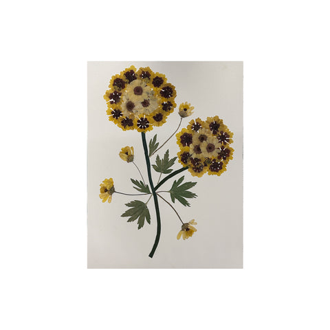 Marian McEvoy, Daisies with Leaves