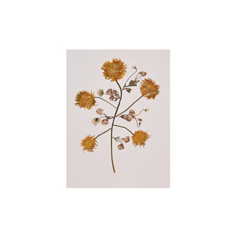 Marian McEvoy, Collage of Dandelion
