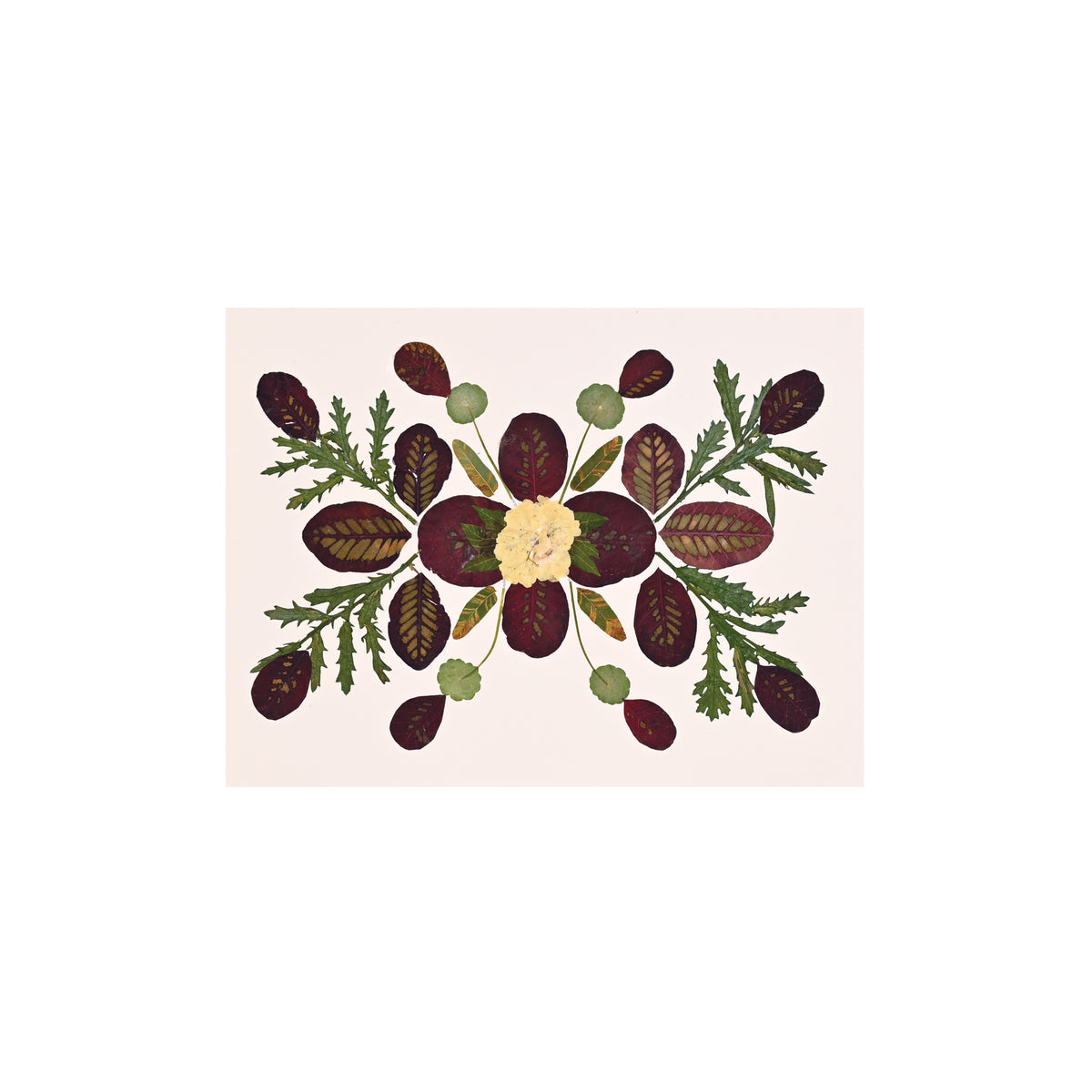 Marian McEvoy, Collage of Hydrangea, Fern Leaves, Catalpa Leaves and Chrysanthemum Leaves