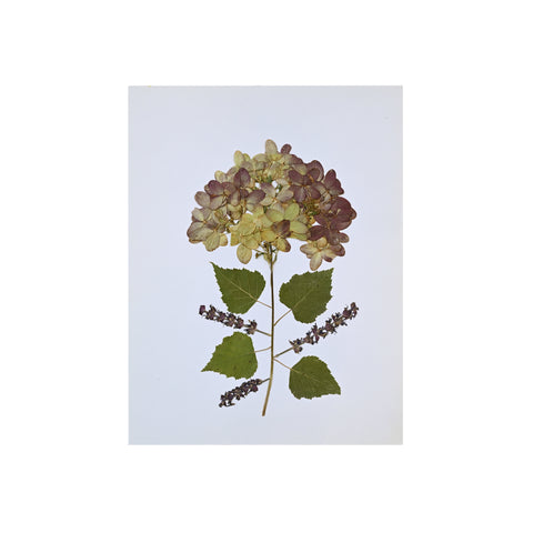 Marian McEvoy, Lilac Collage