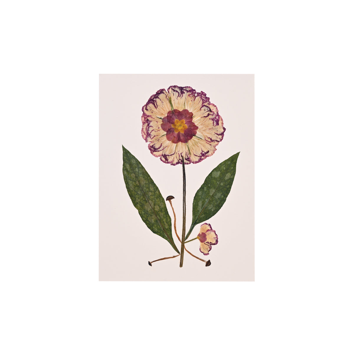 Marian McEvoy, Collage of Lungwort Leaves, Carnation Petals, Primrose and Mini Mushrooms