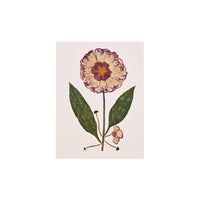 Marian McEvoy, Collage of Lungwort Leaves, Carnation Petals, Primrose and Mini Mushrooms