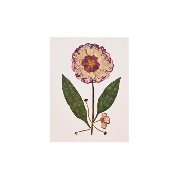 Marian McEvoy, Collage of Lungwort Leaves, Carnation Petals, Primrose and Mini Mushrooms