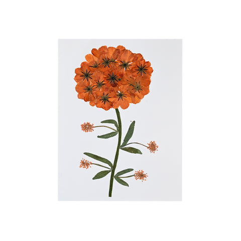 Marian McEvoy, Marigold Collage