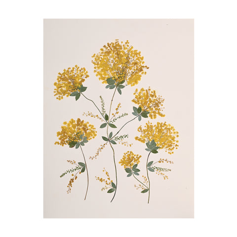 Marian McEvoy, Collage of Mimosa and Leaves