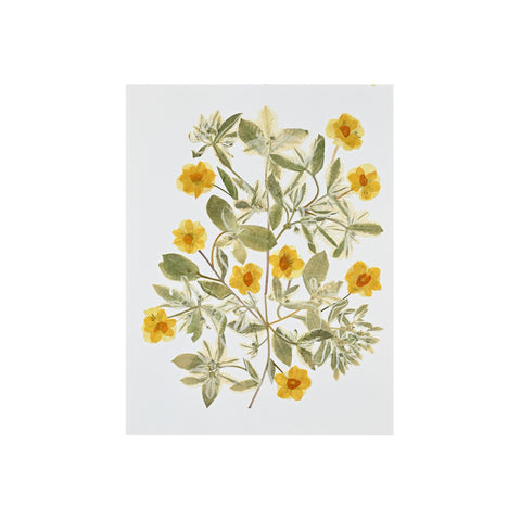 Marian McEvoy, Mini Daffodils with Snow on the Mountain Leaves