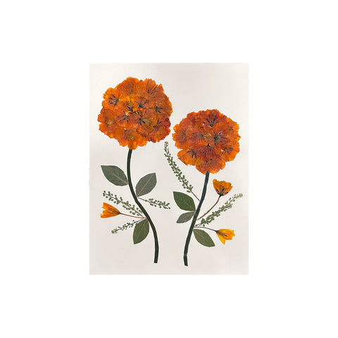 Marian McEvoy, Orange Cosmos with Rose Leaves