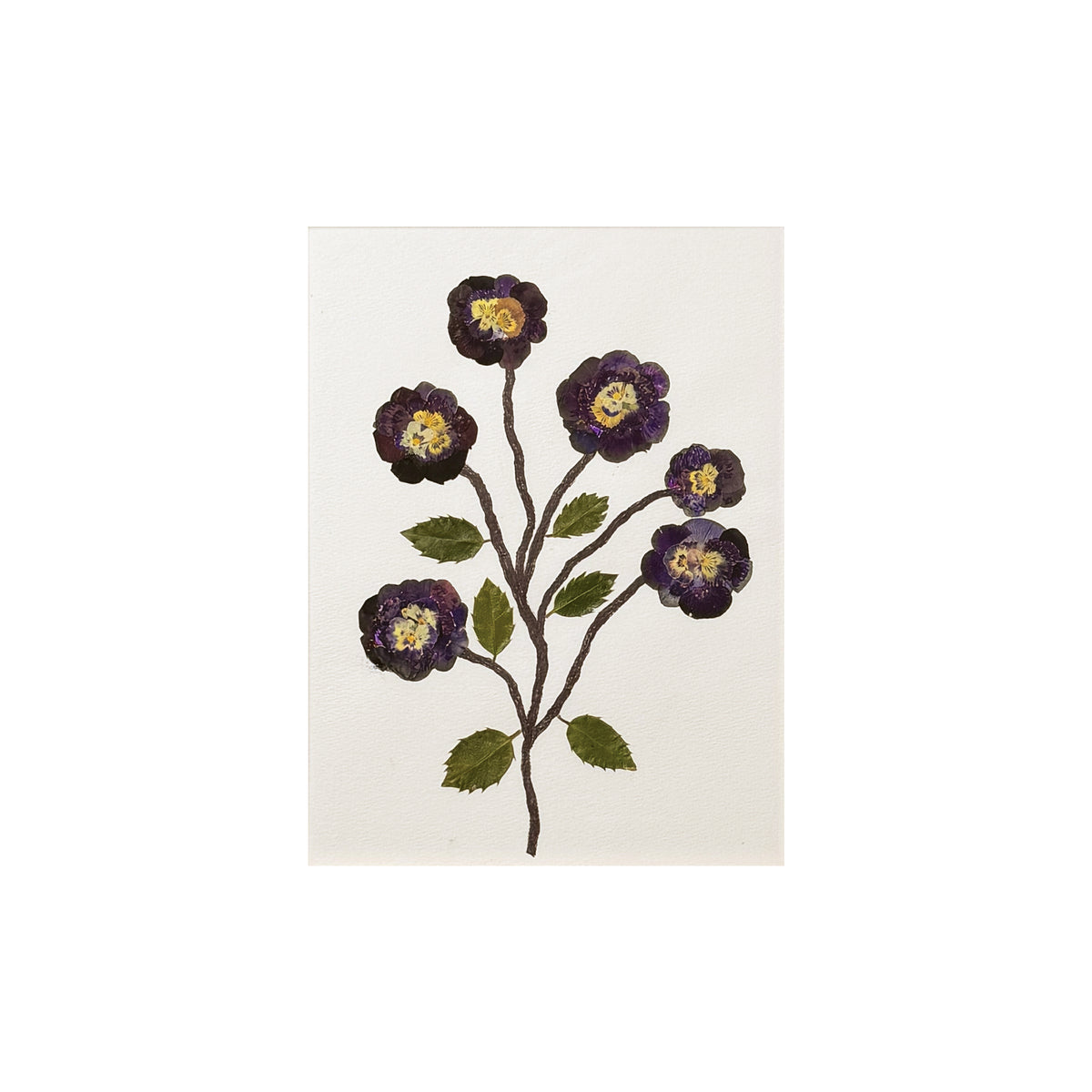 Marian McEvoy, Collage of Pansies, Holly Leaves and Ink Stem