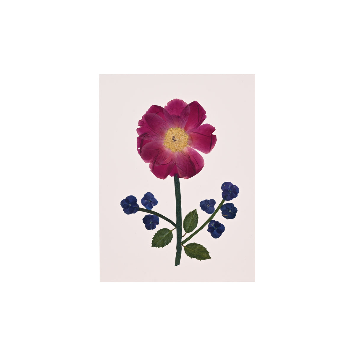 Marian McEvoy, Collage of Peony, Hydrangea and Holly Leaf