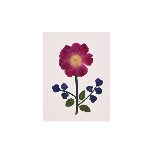 Marian McEvoy, Collage of Peony, Hydrangea and Holly Leaf