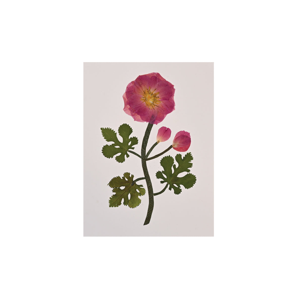 Marian McEvoy, Collage of Rose and Peony Petals and Mulberry Leaves