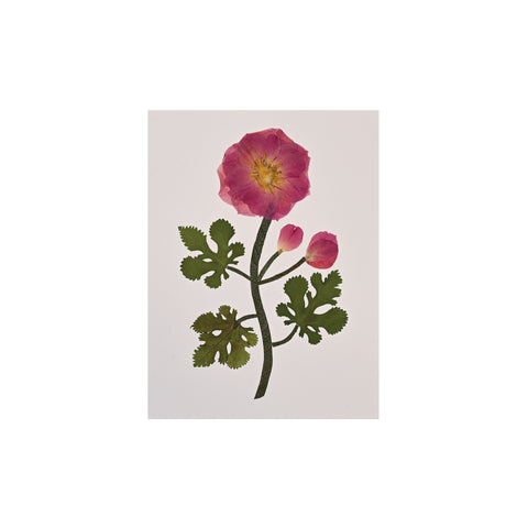 Marian McEvoy, Collage of Rose and Peony Petals and Mulberry Leaves